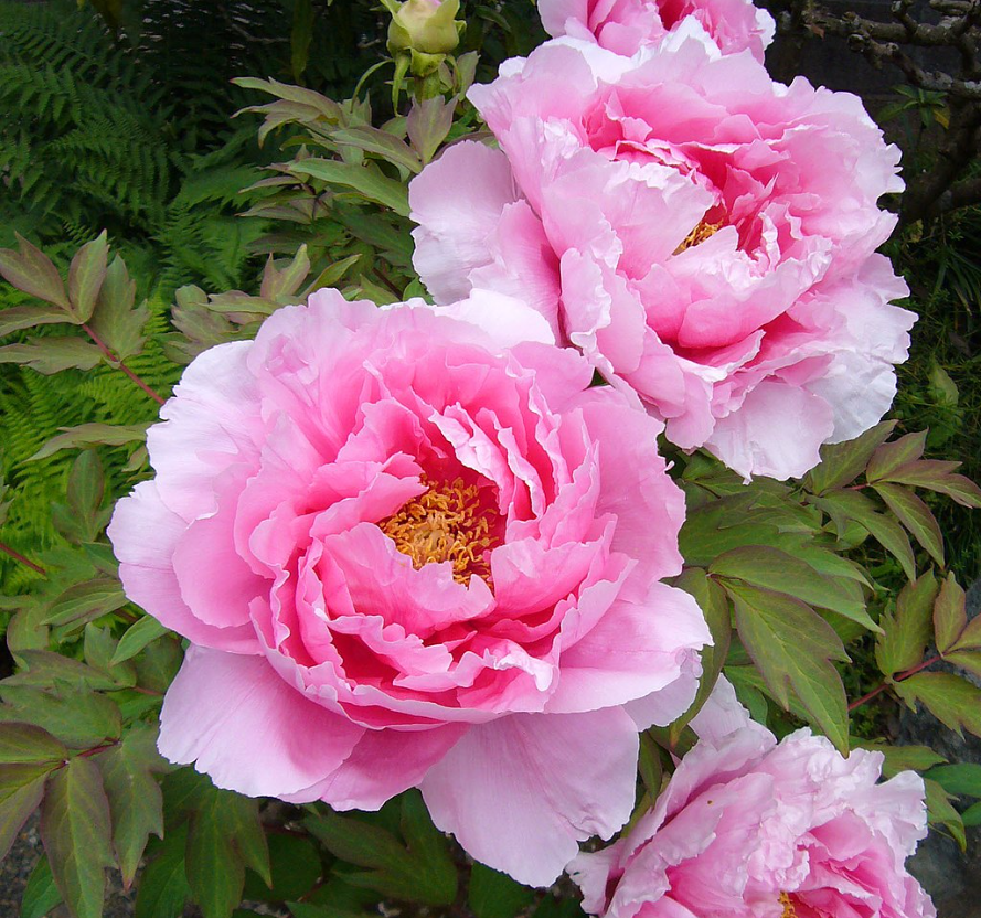 Paeonia suffruticosa